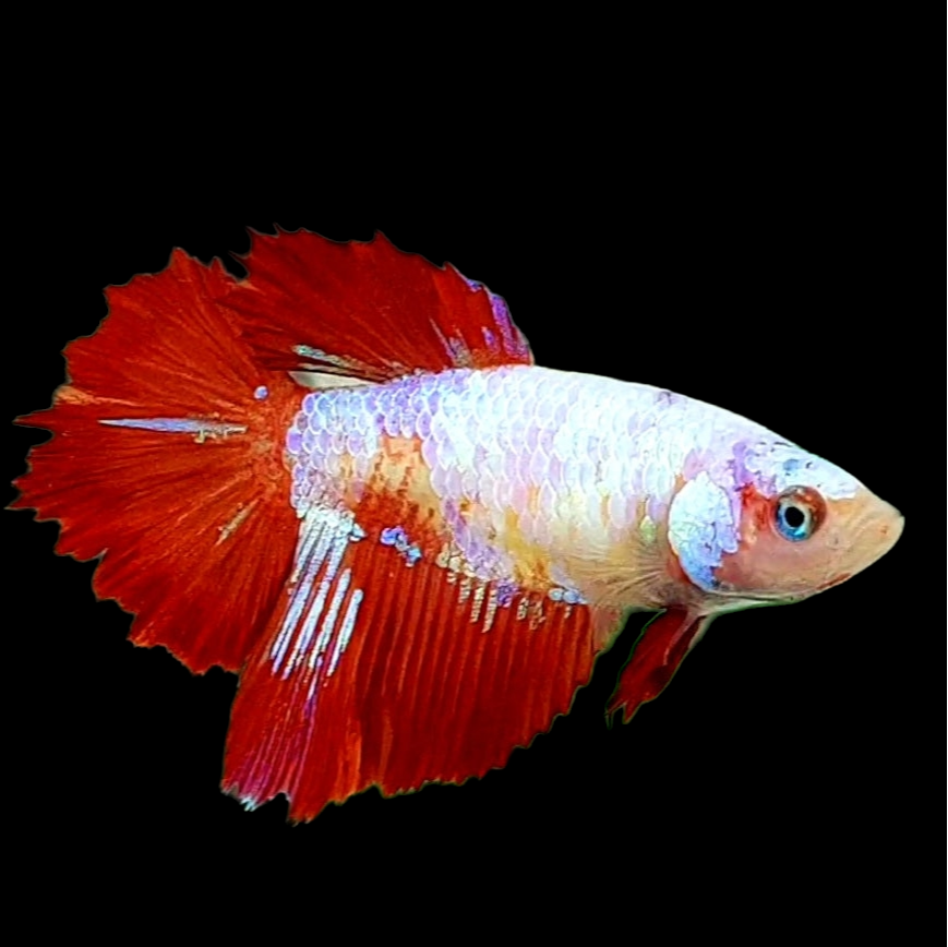 Red Pink Galaxy Halfmoon Female For Sorority Tank/Breed