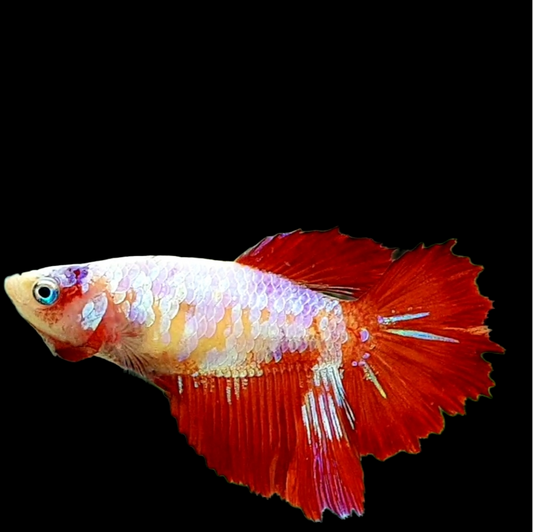 Red Pink Galaxy Halfmoon Female For Sorority Tank/Breed