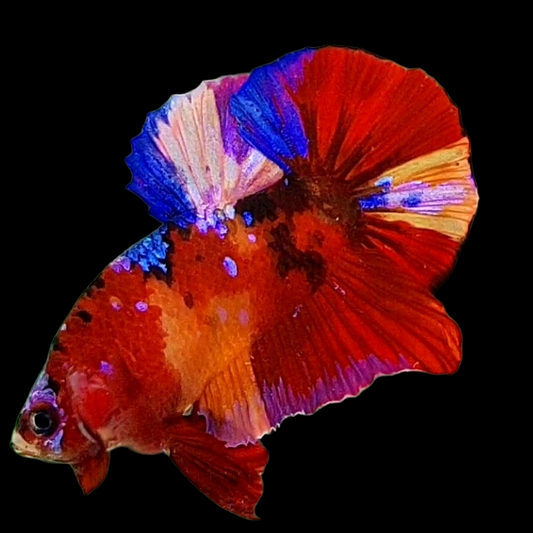 Multicolor Red Galaxy HMPK Male