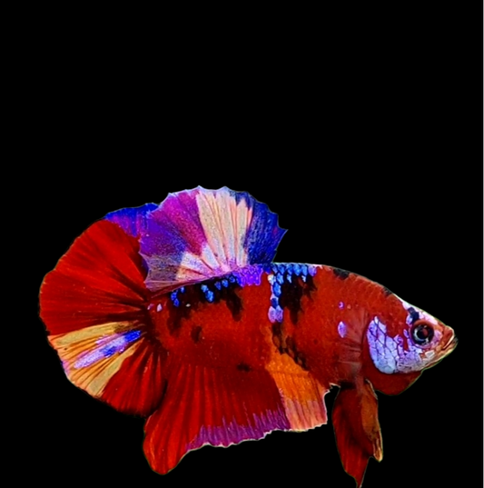 Multicolor Red Galaxy HMPK Male