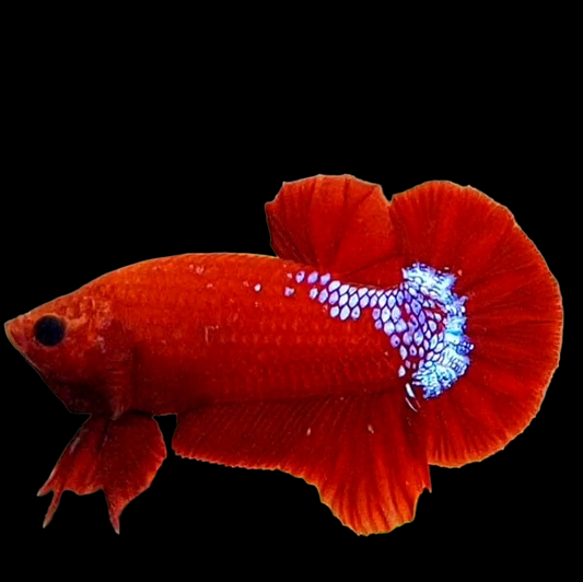 Hellboy Blood HMPK Male