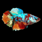 Multicolor Galaxy Halfmoon Female For Sorority Tank/Breed