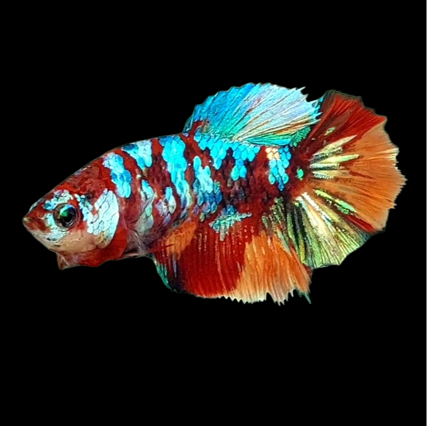 Multicolor Galaxy Halfmoon Female For Sorority Tank/Breed