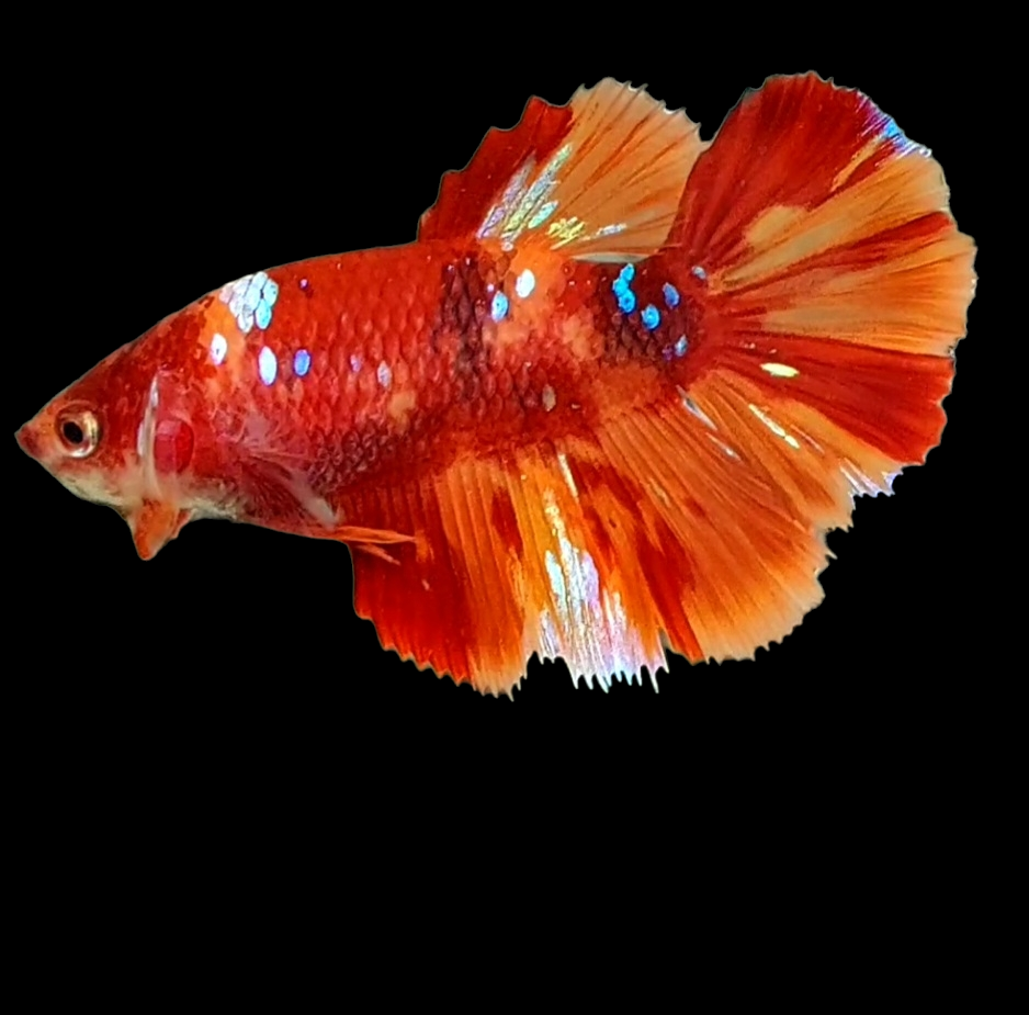 Nemo Koi Galaxy Halfmoon Female For Sorority Tank/Breed