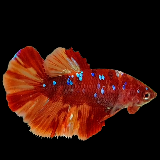 Nemo Koi Galaxy Halfmoon Female For Sorority Tank/Breed