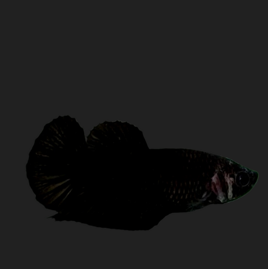 Black HMPK Female For Sorority Tank/Breed