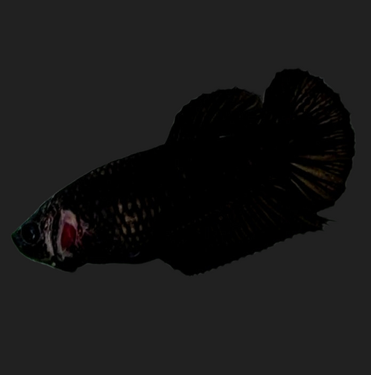 Black HMPK Female For Sorority Tank/Breed