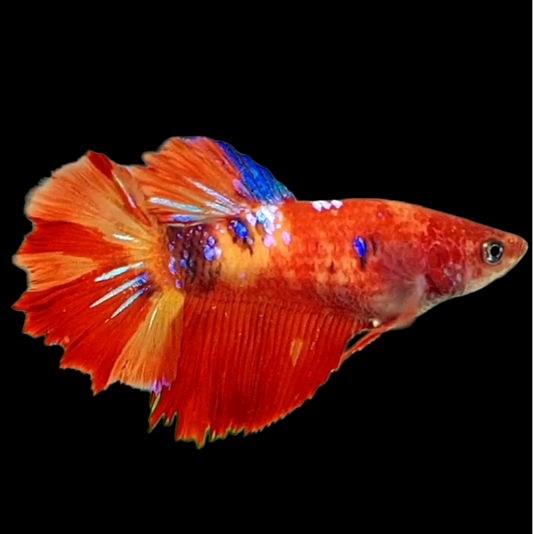 Nemo Koi Galaxy Halfmoon Female For Sorority Tank/Breed