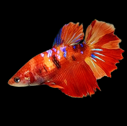 Nemo Koi Galaxy Halfmoon Female For Sorority Tank/Breed