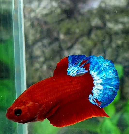 Hellboy Bluetail HMPK Female For Sorority Tank/Breed