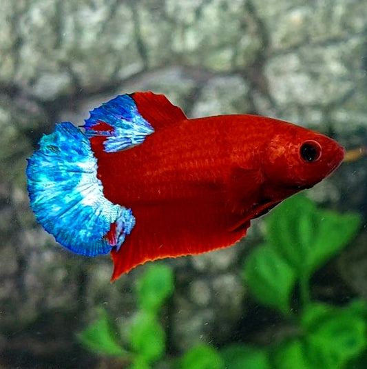 Hellboy Bluetail HMPK Female For Sorority Tank/Breed