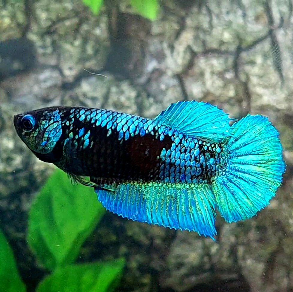 Avatar HMPK Female For Sorority Tank/Breed