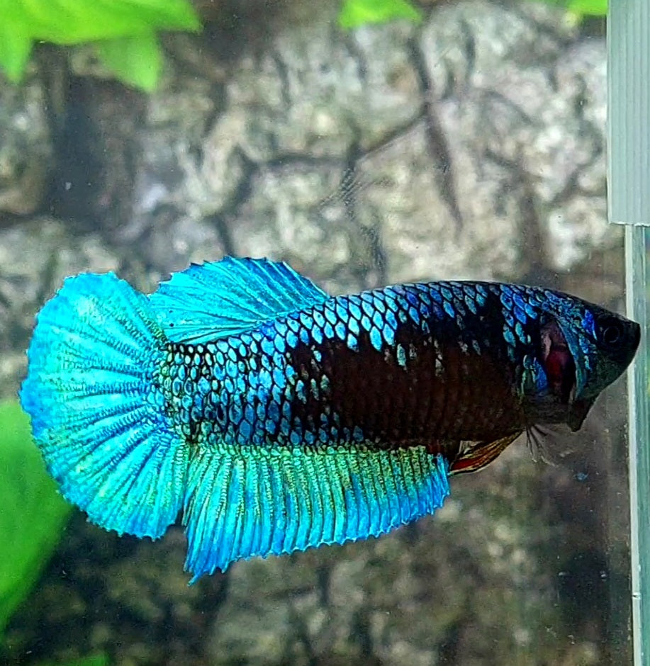 Avatar HMPK Female For Sorority Tank/Breed