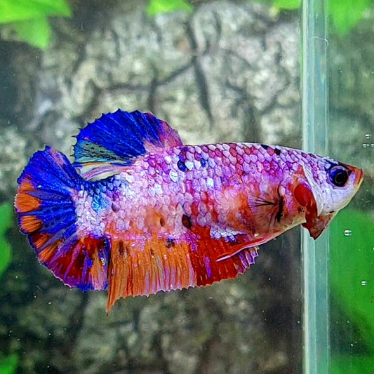 Multicolor Pink Purple Candy Galaxy HMPK Female For Sorority Tank/Breed