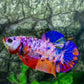 Multicolor Pink Purple Candy Galaxy HMPK Female For Sorority Tank/Breed