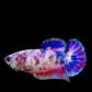 Multicolor Pink Purple Candy Galaxy HMPK Female For Sorority Tank/Breed