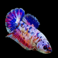 Multicolor Pink Purple Candy Galaxy HMPK Female For Sorority Tank/Breed