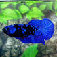 Blue Black Star Galaxy HMPK Female For Sorority Tank/Breed