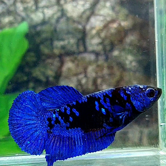 Blue Black Star Galaxy HMPK Female For Sorority Tank/Breed