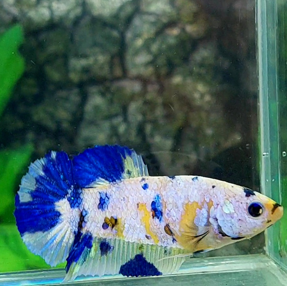 Yellow Blue Dalmation Galaxy HMPK Female For Sorority Tank/Breed