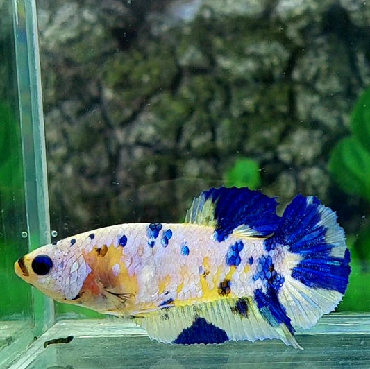 Yellow Blue Dalmation Galaxy HMPK Female For Sorority Tank/Breed