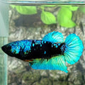 Avatar HMPK Female For Sorority Tank/Breed