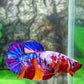 Multicolor Pink Purple Candy Galaxy HMPK Female For Sorority Tank/Breed