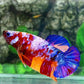 Multicolor Pink Purple Candy Galaxy HMPK Female For Sorority Tank/Breed