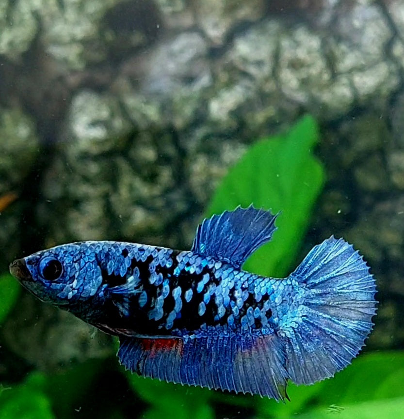 Avatar Grey HMPK Female For Sorority Tank/Breed