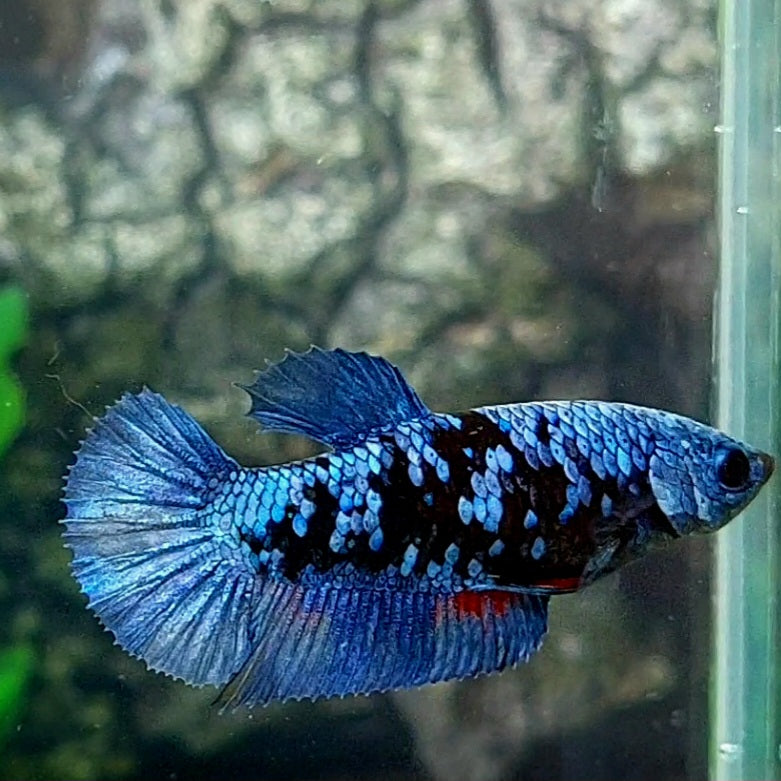 Avatar Grey HMPK Female For Sorority Tank/Breed