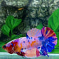 Multicolor Pink Purple Candy Galaxy HMPK Female For Sorority Tank/Breed