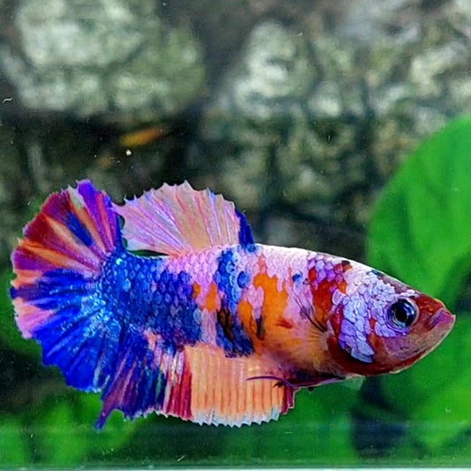 Multicolor Pink Purple Candy Galaxy HMPK Female For Sorority Tank/Breed