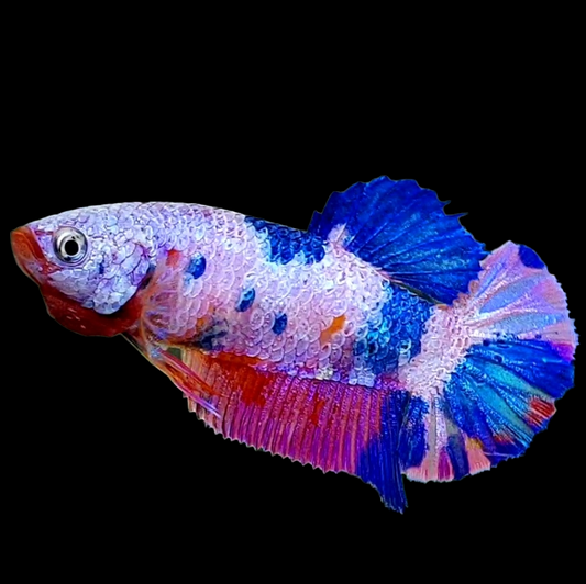 Multicolor Pink Purple Candy Galaxy HMPK Female For Sorority Tank/Breed