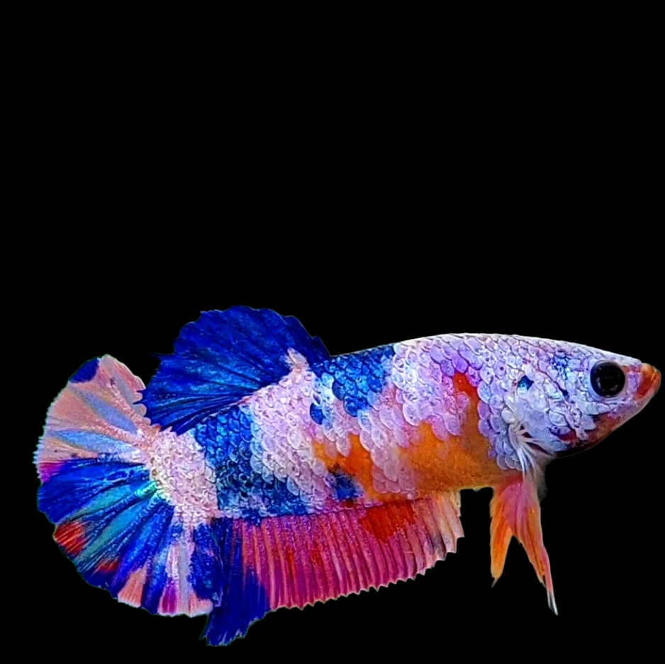 Multicolor Pink Purple Candy Galaxy HMPK Female For Sorority Tank/Breed