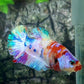 Multicolor Rainbow Galaxy HMPK Female For Sorority Tank/Breed