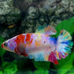 Multicolor Rainbow Galaxy HMPK Female For Sorority Tank/Breed