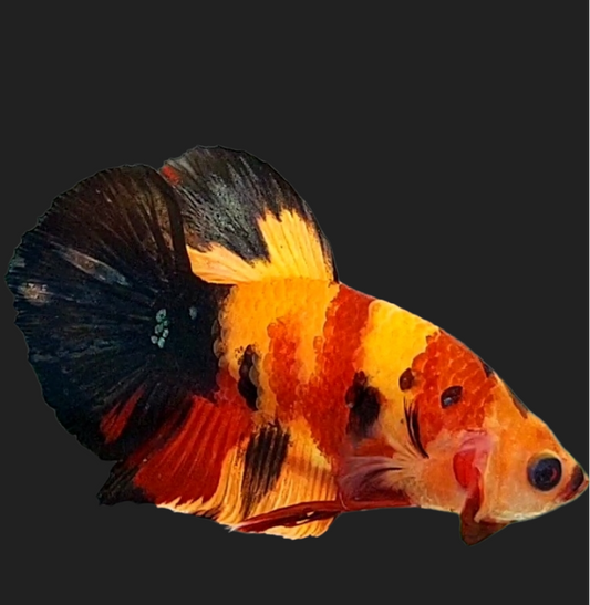 Classic Nemo Tiger HMPK Male