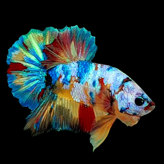 Multicolor HMPK Male