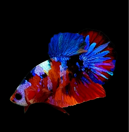 Multicolor Purple Galaxy HMPK Male