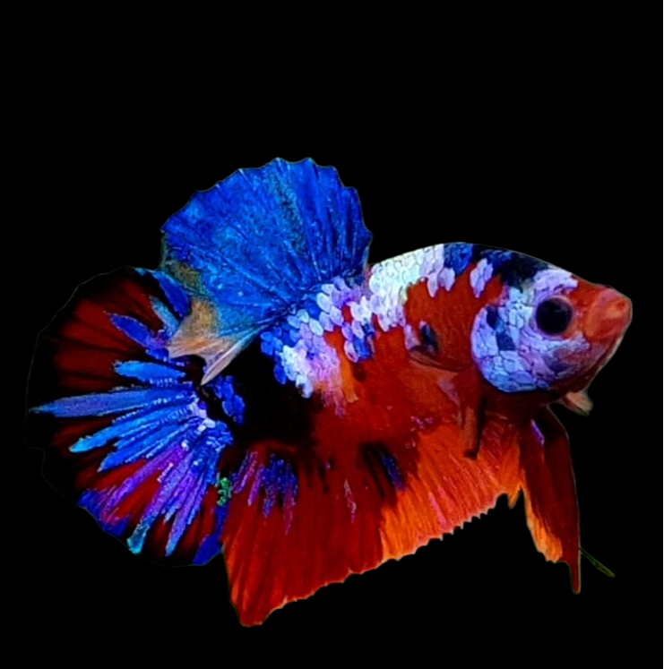 Multicolor Purple Galaxy HMPK Male