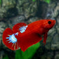 Red Hellboy HMPK Female For Sorority Tank/Breed