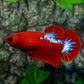 Red Hellboy HMPK Female For Sorority Tank/Breed