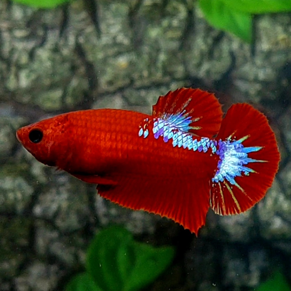 Red Hellboy HMPK Female For Sorority Tank/Breed