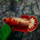 Red Fancy Copper Gold Startail HMPK Female For Sorority Tank/Breed