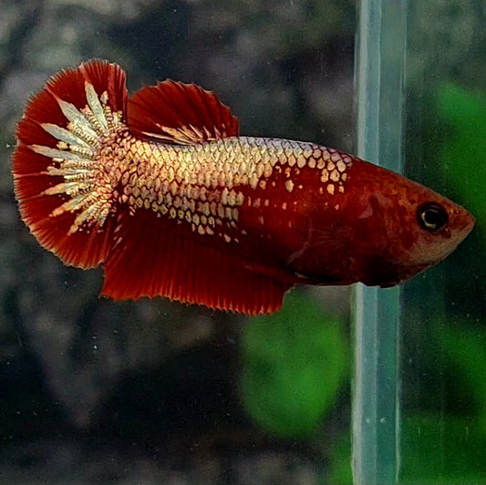 Red Fancy Copper Gold Startail HMPK Female For Sorority Tank/Breed