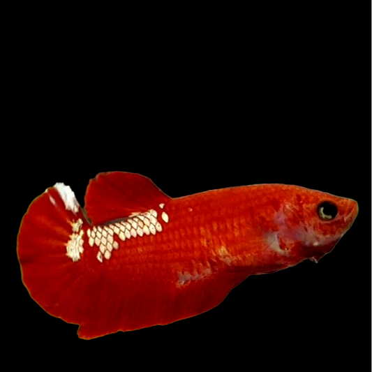 Red Copper Gold HMPK Female For Sorority Tank/Breed