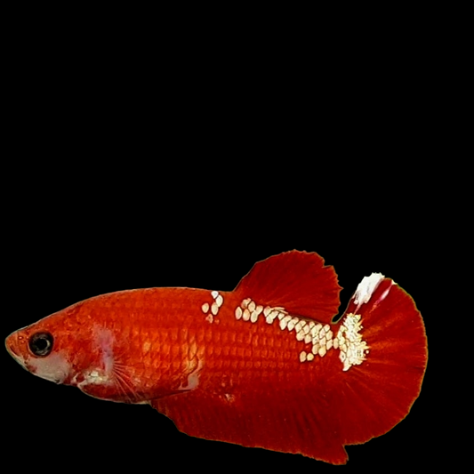 Red Copper Gold HMPK Female For Sorority Tank/Breed