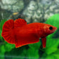 Blood Red Hellboy HMPK Female For Sorority Tank/Breed