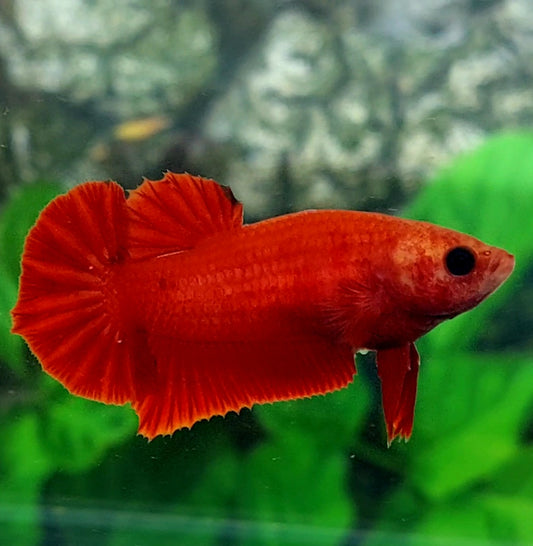 Blood Red Hellboy HMPK Female For Sorority Tank/Breed