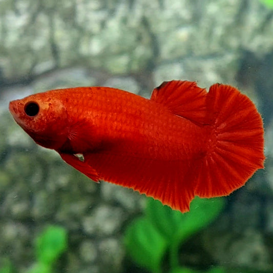 Blood Red Hellboy HMPK Female For Sorority Tank/Breed